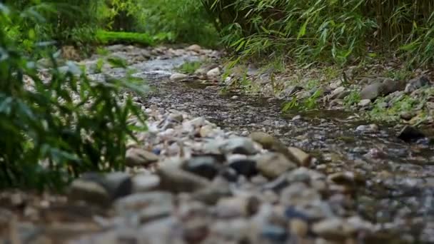Klidné scény s proudu potoka v lese — Stock video
