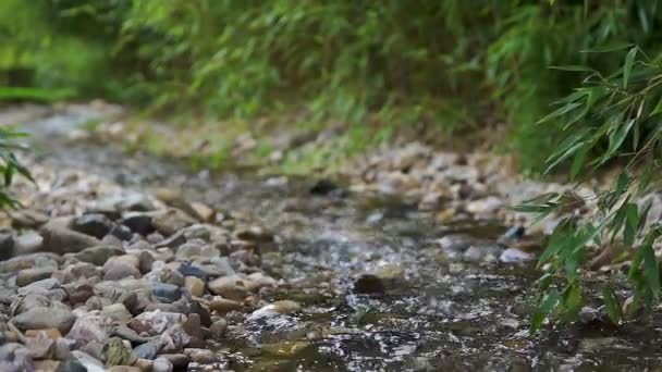 小川の流れと静かな情景をクローズ アップ — ストック動画
