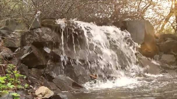 朝、自然光で小さな滝 — ストック動画