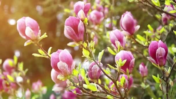 Flores de Magnolia sobre un fondo de luz solar — Vídeos de Stock