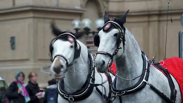 Dos caballos blancos en arnés en la plaza — Vídeo de stock