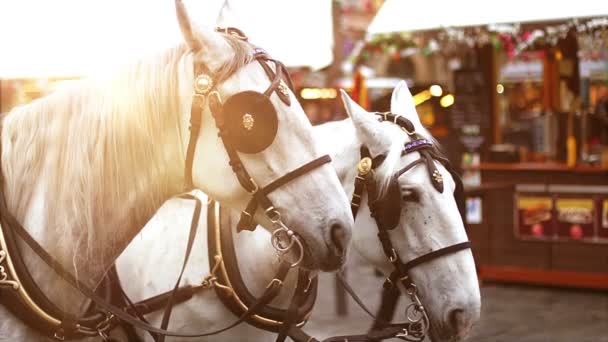 Dois cavalos brancos no arnês na luz solar — Vídeo de Stock