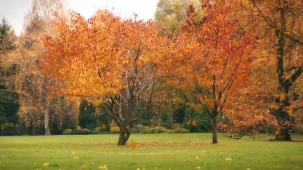 Herfstbladeren vallen op het gras, achtergrond — Stockvideo