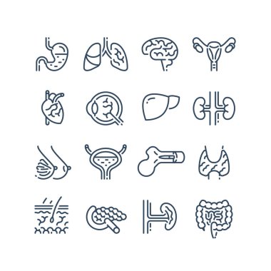 İnsan iç organları, beyin tarafı görünümü, sağlıklı akciğerler, bağırsak ve bağırsaklar, kadın üreme sistemi.