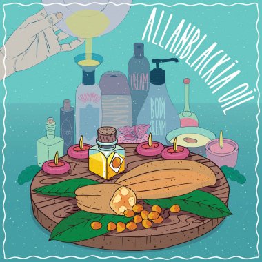 Allanblackia yağı kozmetik yapmak için kullanılan