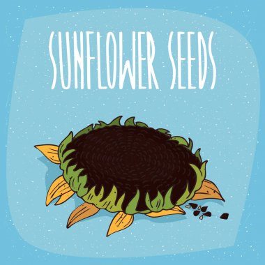 İzole ayçiçeği bitki veya Ayçiçeği tohumları ile