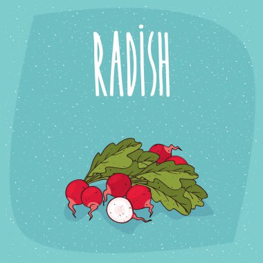 İzole olgun kök sebze turp bütün ve kesme