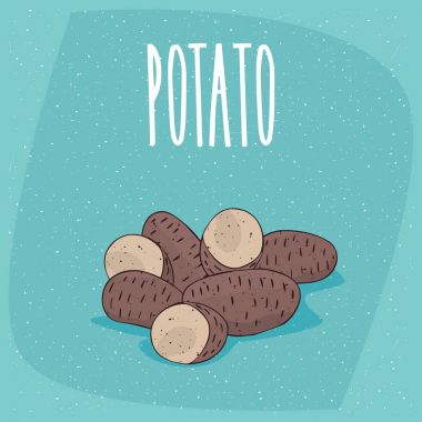 İzole olgun sade patates yumrular bütün ve kesme