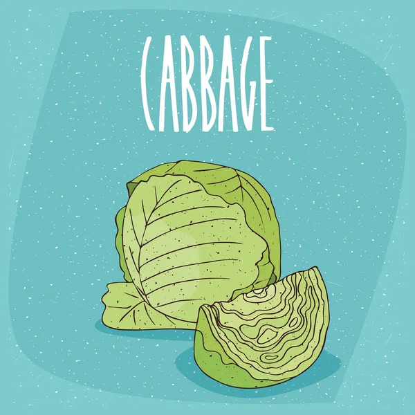 Isolated ripe green cabbage vegetable — Stock Vector