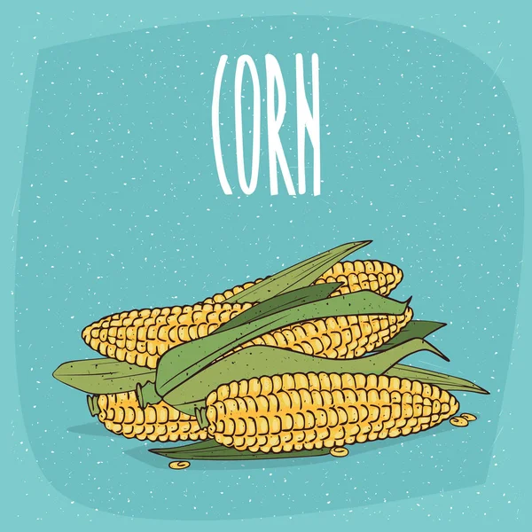 Hojas o mazorcas de maíz enteras maduras aisladas con hojas — Vector de stock