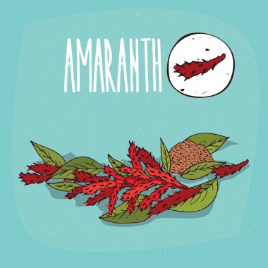 İzole bitki solmayan çiçek çiçek bitki kümesi