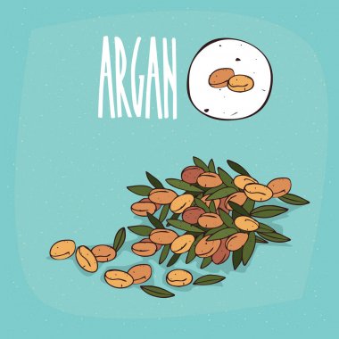 İzole bitki Argan meyve bitki ayarla