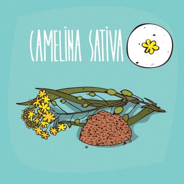 İzole bitki Camelina sativa çiçek bitki ayarla