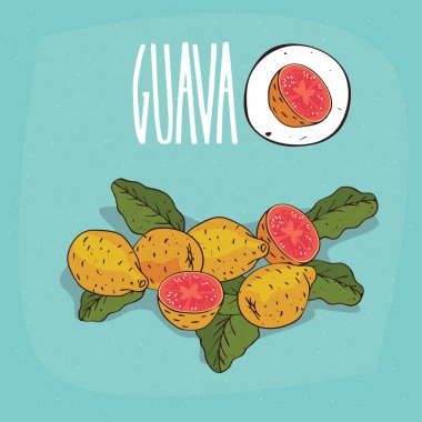 İzole bitki Guava meyve bitki ayarla