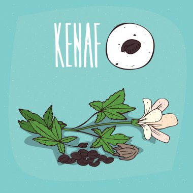 İzole bitki Kenaf tohumlar bitki ayarla