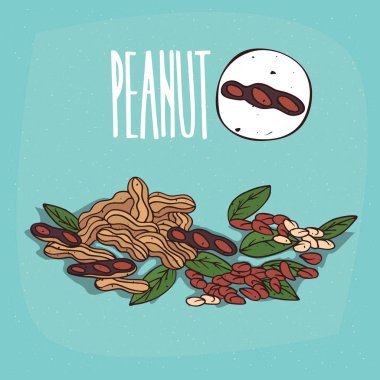 İzole bitki fıstık fındık ot ayarla