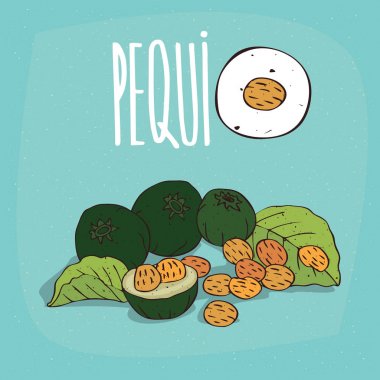 Set of isolated plant Pequi fruits herb clipart