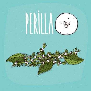 İzole bitki Perilla çiçek bitki ayarla