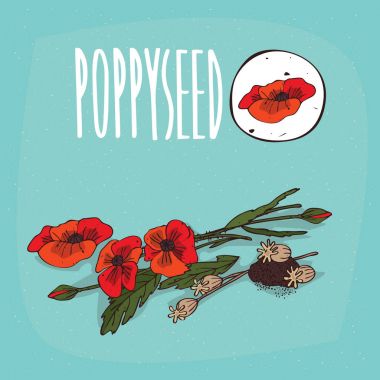 İzole bitki haşhaş çiçek bitki ayarla