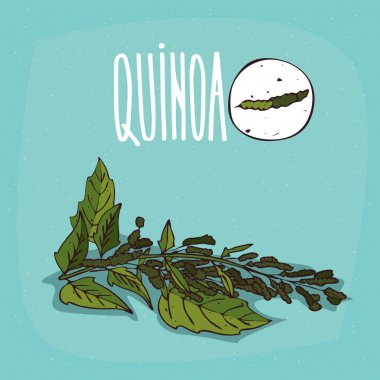 İzole bitki Quinoa kümesi bitki yaprakları