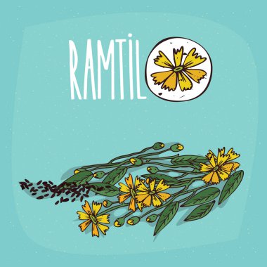 İzole bitki Ramtil çiçek bitki ayarla