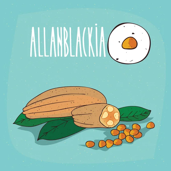 İzole bitki Allanblackia tohumlar bitki ayarla