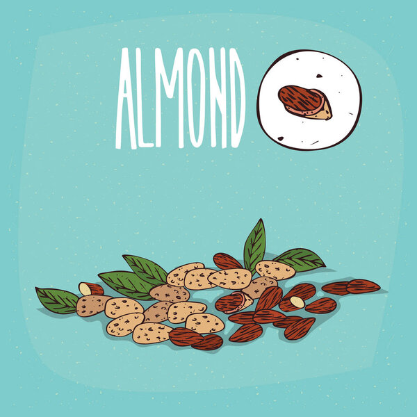 Set of isolated plant Almond nuts herb