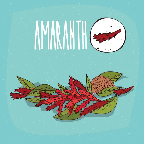 İzole bitki solmayan çiçek çiçek bitki kümesi