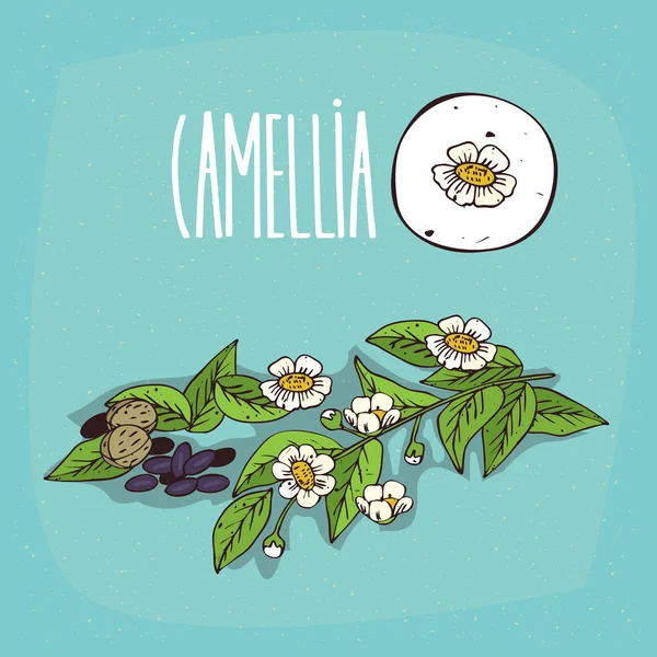 İzole bitki Camellia çiçek bitki ayarla