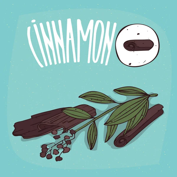 İzole bitki tarçın kümesi ot sopa