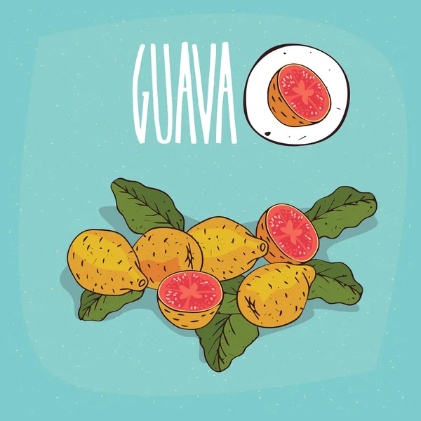 İzole bitki Guava meyve bitki ayarla