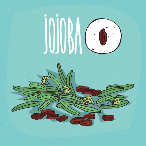 İzole bitki Jojoba tohumu bitki ayarla — Stok Vektör