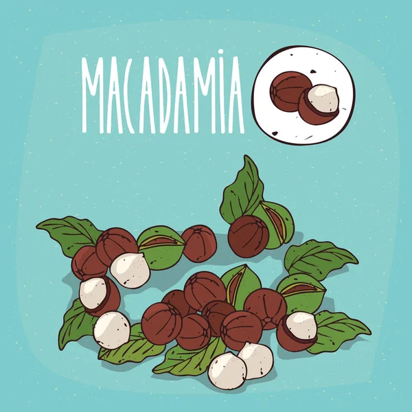 Uppsättning av isolerade växt macadamianötter ört — Stock vektor
