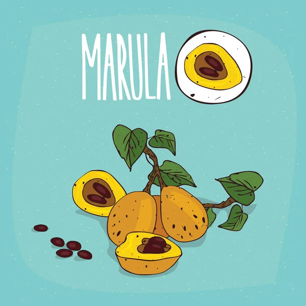 İzole bitki Marula meyve bitki ayarla — Stok Vektör
