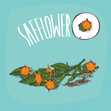 İzole bitki aspir çiçek bitki ayarla