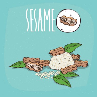 İzole bitki susam tohumu bitki ayarla