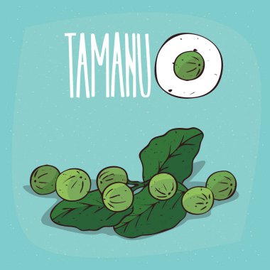 İzole bitki Tamanu meyve bitki ayarla