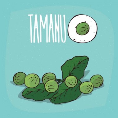 Set of isolated plant Tamanu fruits herb clipart