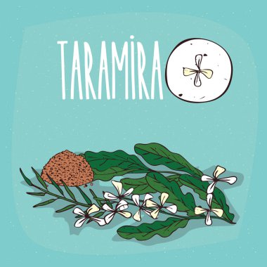 İzole bitki Taramira çiçek bitki ayarla