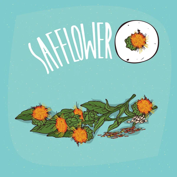 İzole bitki aspir çiçek bitki ayarla