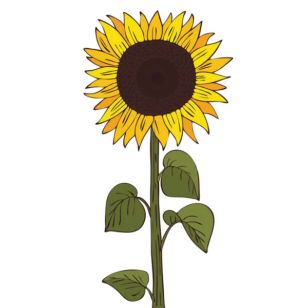 Helianthus of zonnebloem isoleren — Stockvector