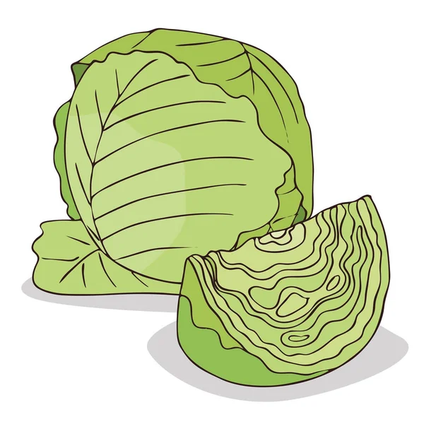 Ізольовані зелені капустяні овочі — стоковий вектор