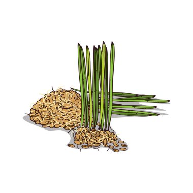 İzole clipart buğday tohumu