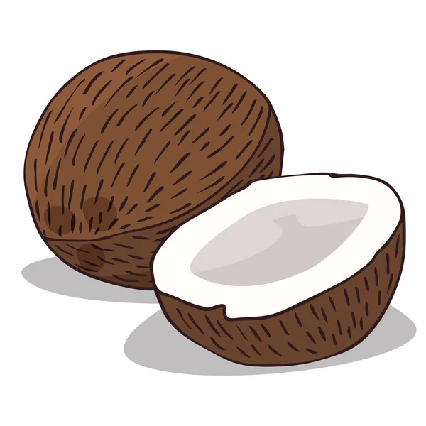 Isolare frutta matura di cocco — Vettoriale Stock