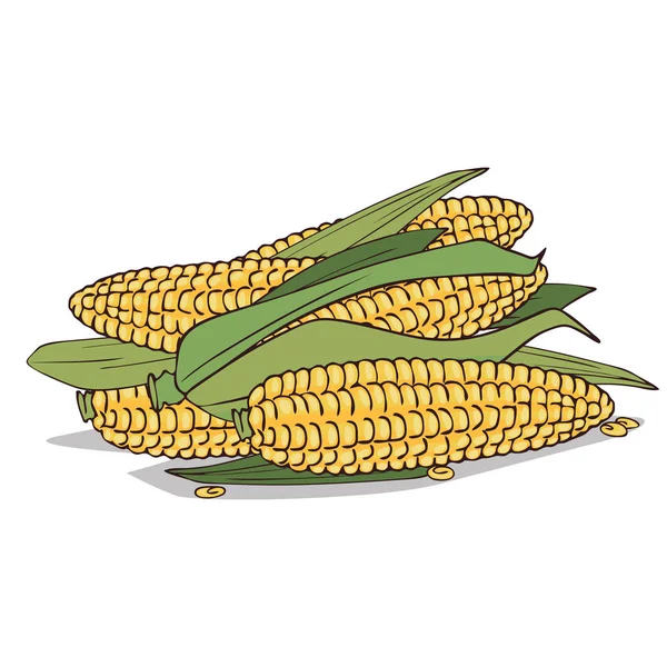 Érett kukorica fülek vagy csövek — Stock Vector