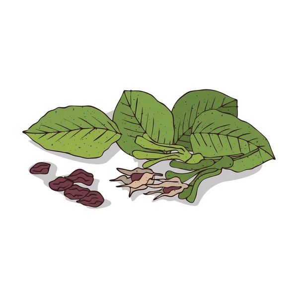 İzole clipart Shorea robusta — Stok Vektör
