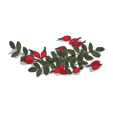 İzole clipart Rose HIPS