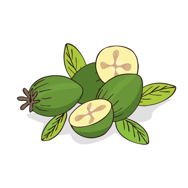 Isolera mogen guava frukt eller feijoa — Stock vektor