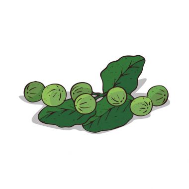 Isolated clipart Tamanu clipart