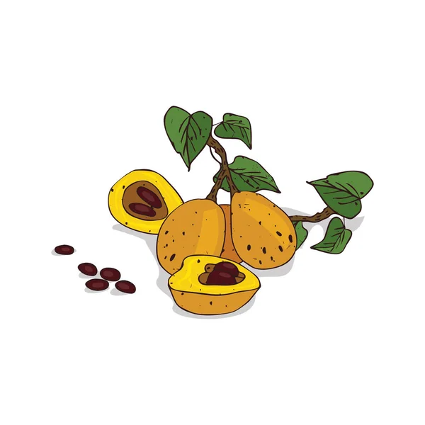 Clipart isolado Marula — Vetor de Stock